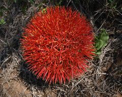 Scadoxus multiflorus multiflorus