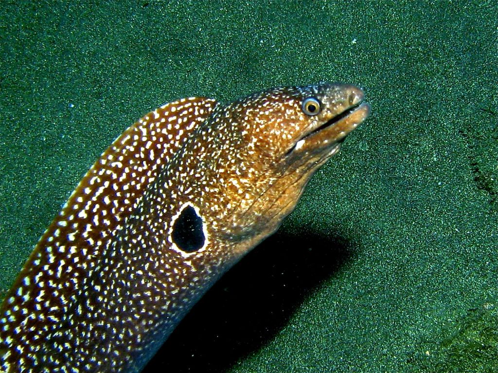 Hourglass Moray