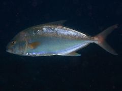 Seriola rivoliana