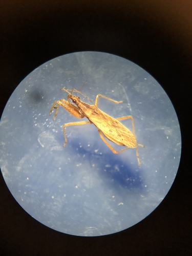 Short-winged Nabis photo 5