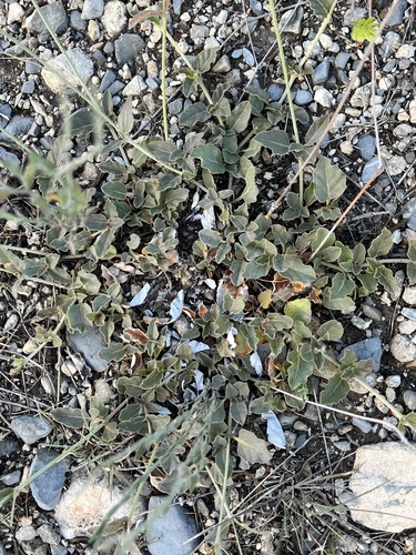 Boerhavia anisophylla