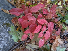 Epimedium