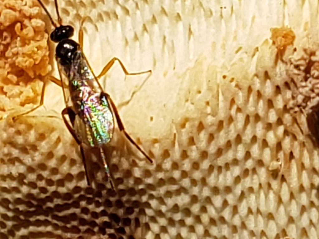 Promicrogaster