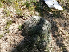 Mammillaria petrophila petrophila