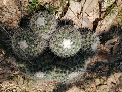 Mammillaria petrophila petrophila