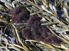 Vertebrata lanosa