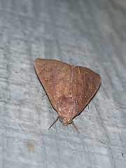 Anomis illita