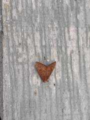 Anomis illita