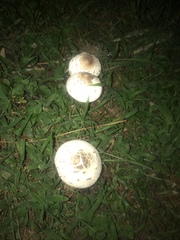 Chlorophyllum molybdites image