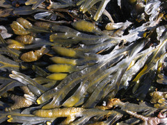 Fucus distichus edentatus