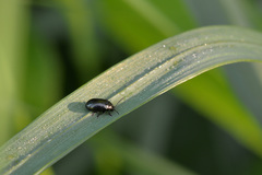 Phratora vulgatissima