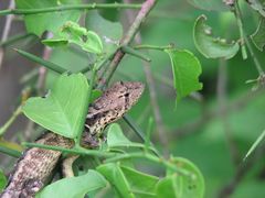 Stenocercus iridescens