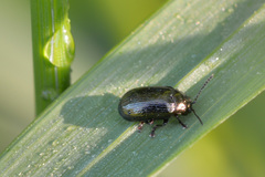 Phratora vulgatissima