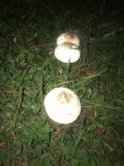 Chlorophyllum molybdites image