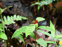 Cithaerias