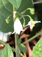 Solanum nigrum