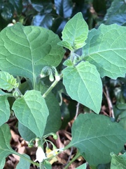 Solanum nigrum