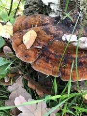Polyporales