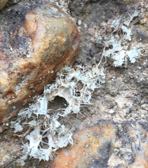 Heterodermia namaquana