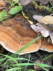 Polyporales