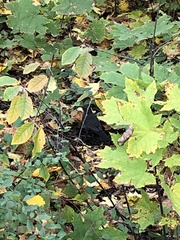 Turdus merula