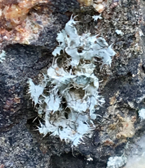 Heterodermia namaquana
