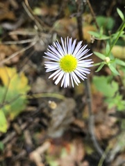 Erigeron annuus