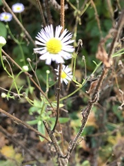 Erigeron annuus