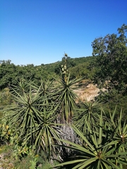 Yucca capensis