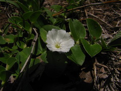 Evolvulus rotundifolius