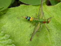 Paramastax rosenbergi