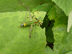 Paramastax rosenbergi