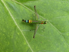 Paramastax rosenbergi