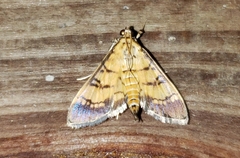 Ategumia