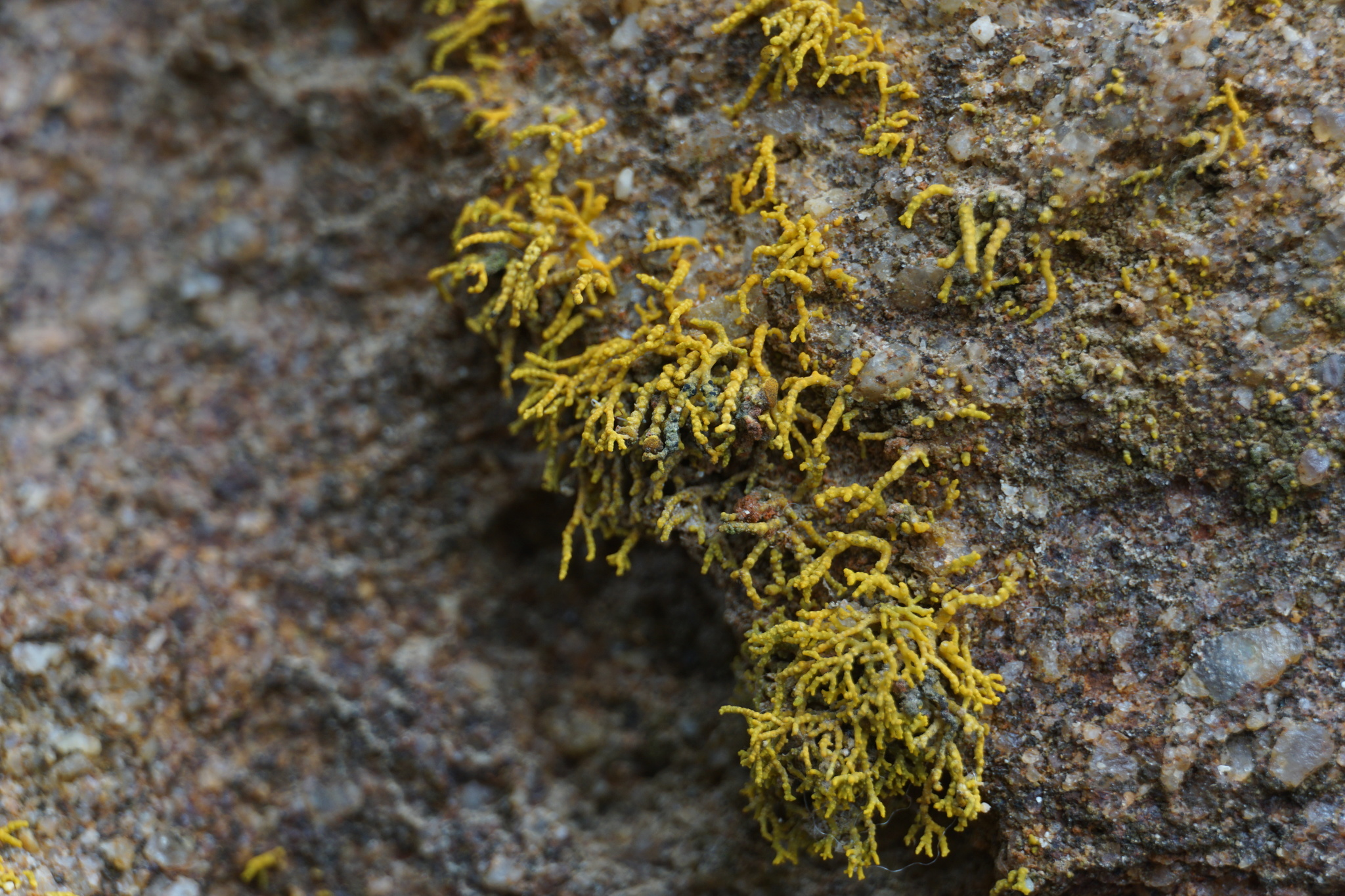 Polycauliona coralloides image