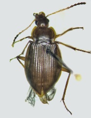 Apteroloma caraboides