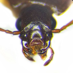 Apteroloma caraboides
