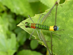 Paramastax rosenbergi