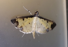 Eulepte