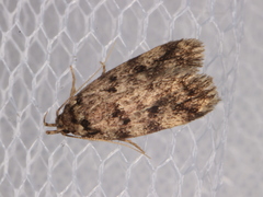 Barea nymphica