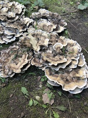 Bjerkandera