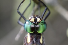 Macromia pacifica