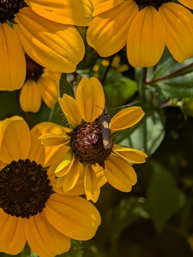 Flower moth photo 5