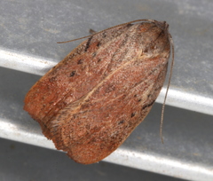Tortricopsis pyroptis