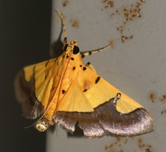 Endocrossis flavibasalis