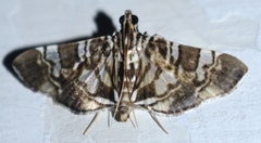 Chabula acamasalis