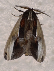 Spatalia duplius