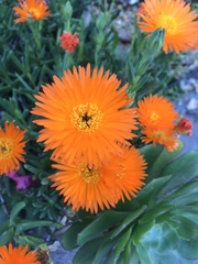 Lampranthus aurantiacus