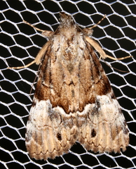 Alophosoma emmelopis