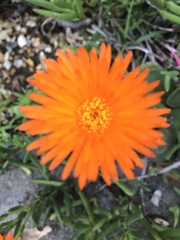 Lampranthus aurantiacus